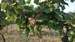WP_20150808_005.jpg